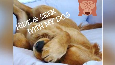 xnxxdogsex|'dog dog' Search .